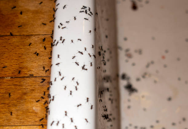 Best Termite Control Services  in Carle Place, NY