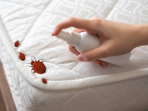 Best Emergency Pest Control  in Carle Place, NY